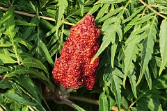 Sumak odurzajcy (octowiec) - Rhus typhina L. - Staghorn Sumac