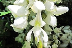 Robinia akacjowa - Robinia pseudoacacia L. - Black Locust