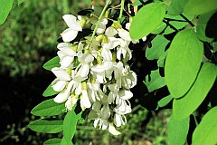 Robinia akacjowa - Robinia pseudoacacia L. - Black Locust