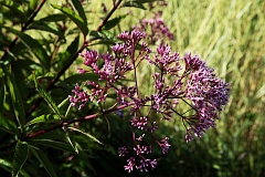 Sadziec plamisty - Eutrochium maculatum - Spotted Joe-pye Weed