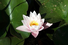 Grzybienie biae 'Rosea' - Nymphaea alba 'Rosea' - European White Waterlily