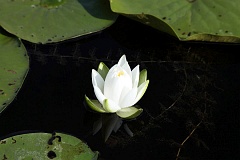 Grzybienie biae - Nenufary - Nymphaea alba L. - European White Waterlily