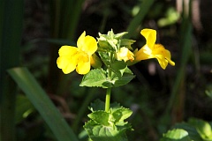 Knie botna - Kaczeniec botny - Caltha palustris Multiplex - Marsh Marigold