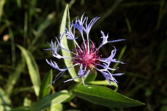 Chaber mikkowosy - Centaurea mollis Waldst. & Kit. - Montane Knapweed