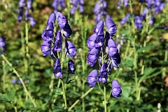 Tojad dzibaty - Aconitum variegatum L. - Manchurian Monkshood