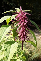 Szarat zwisy - Amaranthus caudatus L. - Love-lies-bleeding - Pendant Amaranth