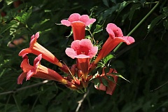 Milin amerykaski - Campsis radicans (L.) Seem. - Trumpet Vine Flowers