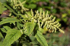 Szarat zwisy 'Alba' - Amaranthus caudatus L. 'Alba' - Love-lies-bleeding - Pendant Amaranth 'Alba'