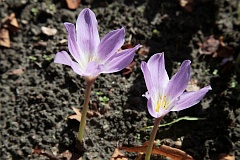 Zimowit powabny - Colchicum speciosum 'Steven' - Colchicum Speciosum