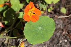 Nasturcja mniejsza - Tropaeolum minus L. - Nasturtium Minor