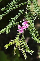 Indygowiec barwierski - Indigofera tinctoria L. - True indigo