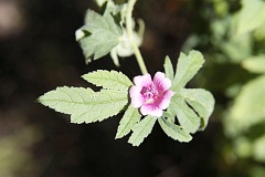 Zalaz pospolity - Abutilon theophrasti Medik. - Velvetleaf