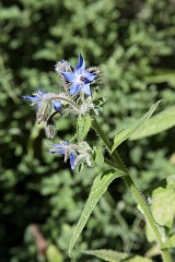 Ogrecznik lekarski - Borago officinalis L. - Borage