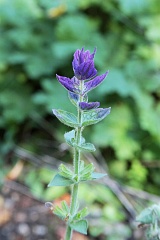 Szawia powabna - Salvia viridis - Annual Clary