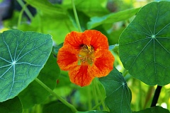 Nasturcja wiksza - Tropaeolum majus - Garden Nasturtium