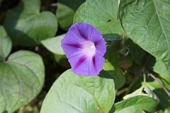 Wilec purpurowy - Ipomoea purpurea - Common Morning Glory