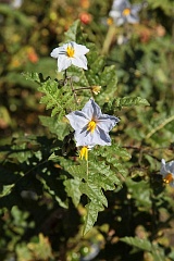 Psianka stuliszolistna - Solanum sisymbriifolium - Sticky Nightshade