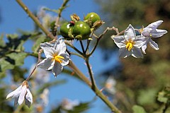 Psianka stuliszolistna - Solanum sisymbriifolium - Sticky Nightshade