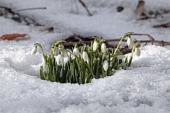 nieyczka przebinieg - Galanthus nivalis L. - Common Snowdrop