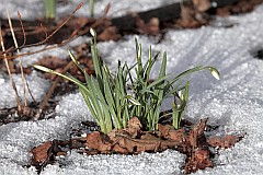 nieyczka przebinieg - Galanthus nivalis L. - Common Snowdrop