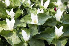 Trjlist zielonopatkowy (biay) - Trillium chloropetalum (Torr.) Howell - Giant Wakerobin