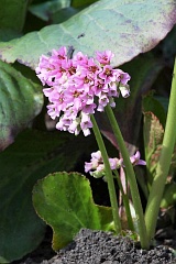 Bergenia grubolistna - Bergenia crassifolia (L.) Fritsch - Siberian Tea