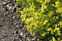 Godek syberyjski - Draba sibirica (Pall.) Thell. - Siberian Whitlowgrass