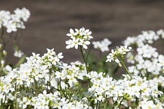 Gsiwka kaukaska - Arabis caucasica Willd - Gray Rockcress