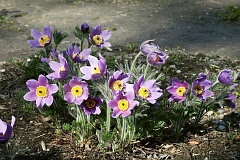 Sasanka zwyczajna - Pulsatilla vulgaris - Easter Flower