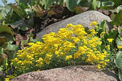 Smagliczka skalna - Aurinia saxatilis (L.) Desv. - Basket of Gold