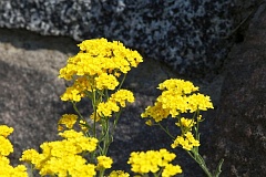 Smagliczka skalna - Aurinia saxatilis (L.) Desv. - Basket of Gold