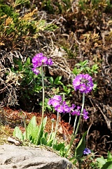 Pierwiosnek zbkowany - Primula denticulata 'Blauwe Tinten' - Drumstick or Himalayan Primrose