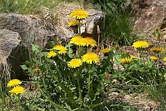 Mniszek pospolity, mniszek lekarski - Taraxacum officinale F. H. Wigg. - Common dandelion