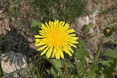 Mniszek pospolity, mniszek lekarski - Taraxacum officinale F. H. Wigg. - Common dandelion