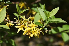 Forsycja - Forsythia Vahl - Forsythia