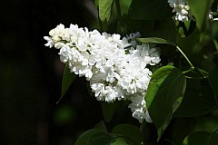 Lilak pospolity biay - Syringa vulgaris L. - Common Lilac