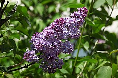 Lilak pospolity fioletowy - Syringa vulgaris L. - Common Lilac