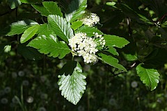 Jarzb mczny, mkinia - Sorbus aria Crantz - Common Whitebeam