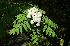 Jarzb pospolity, jarzb zwyczajny, jarzbina - Sorbus aucuparia L. - European Rowan, Mountain-ash