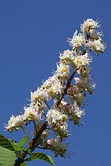 Kasztanowiec zwyczajny - Aesculus hippocastanum L. - Horse-chestnut or Conker tree