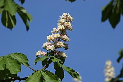 Kasztanowiec zwyczajny - Aesculus hippocastanum L. - Horse-chestnut or Conker tree