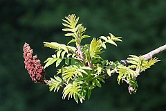 Sumak odurzajcy (octowiec) - Rhus typhina L. - Staghorn Sumac