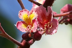 Kasztanowiec czerwony - Aesculus carnea - Red Horse Chestnut