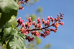 Kasztanowiec czerwony - Aesculus carnea - Red Horse Chestnut