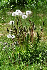 Mniszek pospolity, mniszek lekarski - Taraxacum officinale F. H. Wigg. - Common dandelion