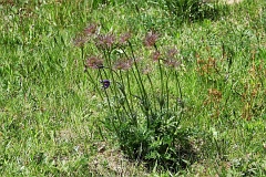 Sasanka zwyczajna - Pulsatilla vulgaris - Easter Flower