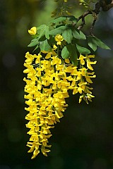 Zotokap Waterera - Laburnum watereri (G. Kirchn.) Dippel - Golden Chain