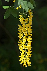 Zotokap Waterera - Laburnum watereri (G. Kirchn.) Dippel - Golden Chain