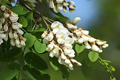 Robinia akacjowa - Robinia pseudoacacia L. - Black Locust