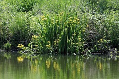 Kosaciec ty - Iris pseudacorus L. - Yellow flag, Yellow iris